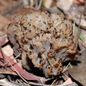 Clavulina vinaceocervina at ANBG - 4 Jun 2024