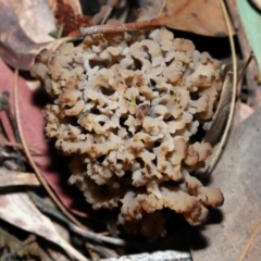 Clavulina vinaceocervina at ANBG - 4 Jun 2024 01:44 PM