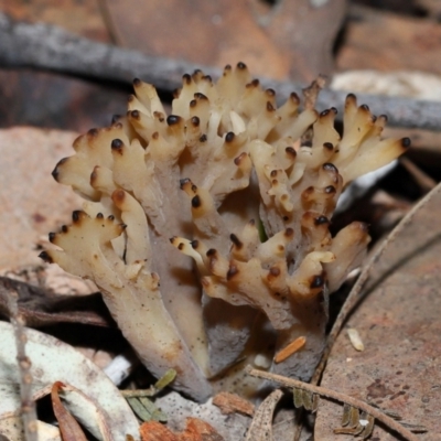 Clavulina vinaceocervina (Dark-tipped Coral) at ANBG - 4 Jun 2024 by TimL