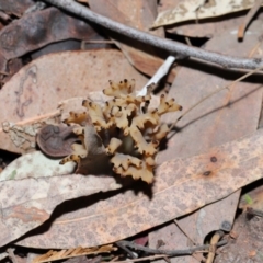 Clavulina vinaceocervina at ANBG - 4 Jun 2024