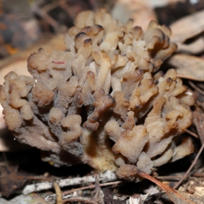 Clavulina vinaceocervina (Dark-tipped Coral) at ANBG - 4 Jun 2024 by TimL