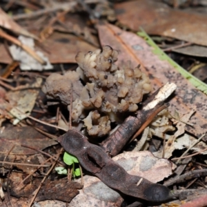 Clavulina vinaceocervina at ANBG - 4 Jun 2024 01:45 PM