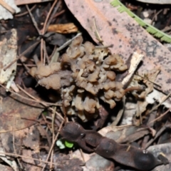 Clavulina vinaceocervina at ANBG - 4 Jun 2024 01:45 PM