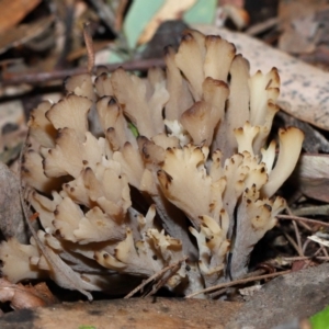 Clavulina vinaceocervina at ANBG - 4 Jun 2024