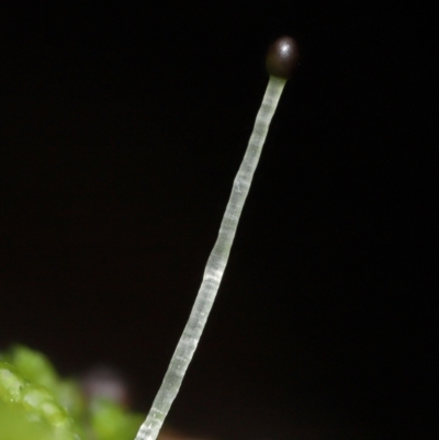 Unidentified Moss, Liverwort or Hornwort at Paddys River, ACT - 1 Jun 2024 by TimL