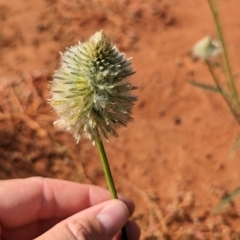 Ptilotus xerophilus at Uluru-Kata Tjuta - 10 May 2024 by Darcy