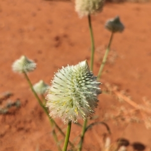 Ptilotus xerophilus at Uluru-Kata Tjuta - 10 May 2024