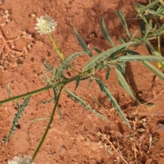 Ptilotus xerophilus at Uluru-Kata Tjuta - 10 May 2024 11:07 AM