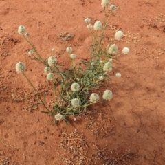 Ptilotus xerophilus at Uluru-Kata Tjuta - 10 May 2024 11:07 AM