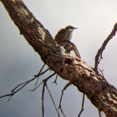 Gavicalis virescens (Singing Honeyeater) at Petermann, NT - 10 May 2024 by Darcy