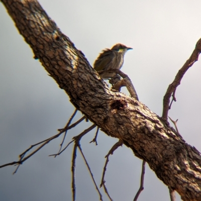 Gavicalis virescens (Singing Honeyeater) at Uluru-Kata Tjuta - 10 May 2024 by Darcy