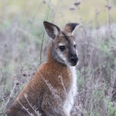 Notamacropus rufogriseus (Red-necked Wallaby) at Hawker, ACT - 4 Jun 2024 by AlisonMilton
