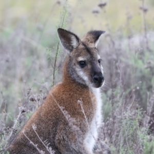 Notamacropus rufogriseus at The Pinnacle - 4 Jun 2024