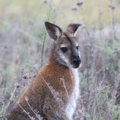 Notamacropus rufogriseus (Red-necked Wallaby) at Hawker, ACT - 4 Jun 2024 by AlisonMilton