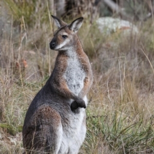 Notamacropus rufogriseus at The Pinnacle - 4 Jun 2024