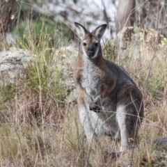 Notamacropus rufogriseus at The Pinnacle - 4 Jun 2024