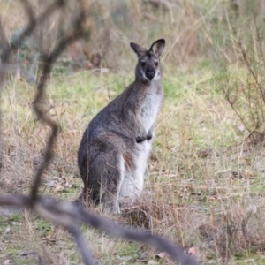 Notamacropus rufogriseus at The Pinnacle - 4 Jun 2024