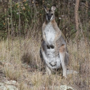 Notamacropus rufogriseus at The Pinnacle - 4 Jun 2024