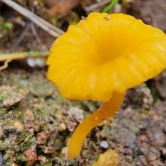 Lichenomphalia chromacea (Yellow Navel) at Mount Taylor - 4 Jun 2024 by Jmetcalfe001