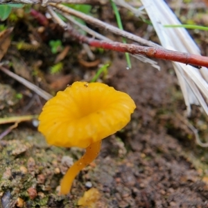 Lichenomphalia chromacea at Mount Taylor - 4 Jun 2024 01:10 PM