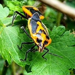 Agonoscelis rutila at Mount Ainslie - 8 May 2024