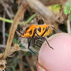 Agonoscelis rutila at Mount Ainslie - suppressed