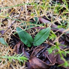 Chiloglottis sp. (A Bird/Wasp Orchid) at Tallaganda State Forest - 4 Jun 2024 by Csteele4