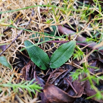 Chiloglottis sp. (A Bird/Wasp Orchid) at Tallaganda State Forest - 4 Jun 2024 by Csteele4