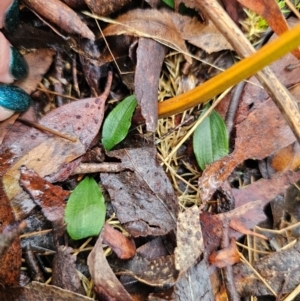 Chiloglottis sp. at QPRC LGA - suppressed