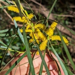 Acacia olgana (Kata Tjuta Wattle) at Petermann, NT - 10 May 2024 by Darcy
