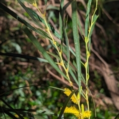 Acacia olgana at Uluru-Kata Tjuta - 10 May 2024 03:59 PM