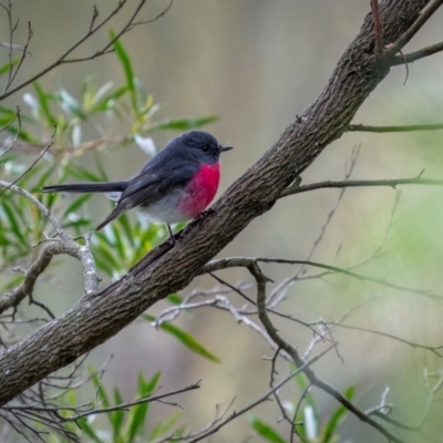 Petroica rosea (Rose Robin) at Kenny, ACT - 4 Jun 2024 by trevsci