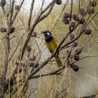 Nesoptilotis leucotis (White-eared Honeyeater) at Kenny, ACT - 4 Jun 2024 by trevsci