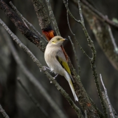 Ptilotula fusca (Fuscous Honeyeater) at Kenny, ACT - 4 Jun 2024 by trevsci