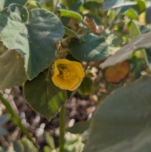 Abutilon leucopetalum at Uluru-Kata Tjuta - 10 May 2024