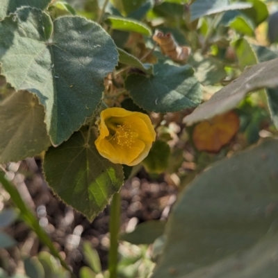 Abutilon leucopetalum (Desert Chinese-lantern, Lantern Bush) at Petermann, NT - 10 May 2024 by Darcy