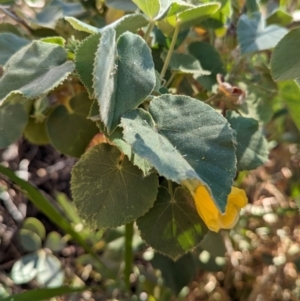 Abutilon leucopetalum at Uluru-Kata Tjuta - 10 May 2024