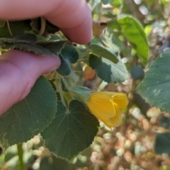 Abutilon leucopetalum at Uluru-Kata Tjuta - 10 May 2024 04:01 PM