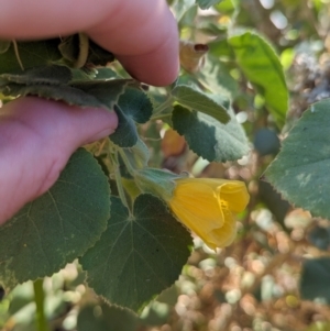 Abutilon leucopetalum at Uluru-Kata Tjuta - 10 May 2024