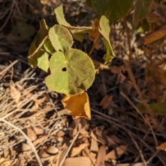 Abutilon leucopetalum at Uluru-Kata Tjuta - 10 May 2024