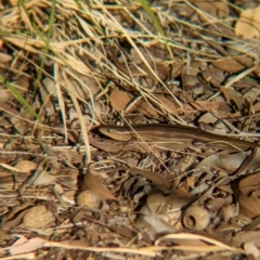 Unidentified Skink at Uluru-Kata Tjuta - 10 May 2024 by Darcy