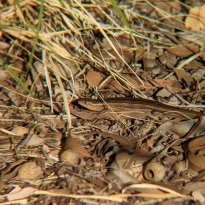 Unidentified Skink at Petermann, NT - 10 May 2024 by Darcy
