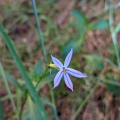 Isotoma petraea (Rock Isotome) at Petermann, NT - 10 May 2024 by Darcy