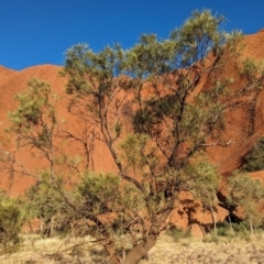 Grevillea striata (Beefwood) at Uluru-Kata Tjuta - 10 May 2024 by Darcy