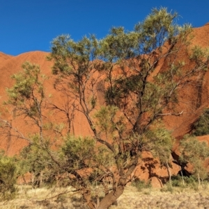 Grevillea striata at Uluru-Kata Tjuta - 10 May 2024