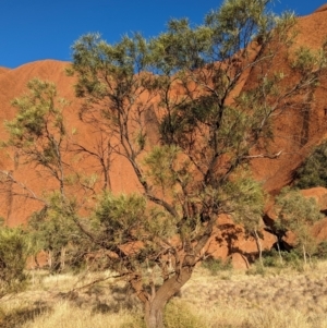 Grevillea striata at Uluru-Kata Tjuta - 10 May 2024