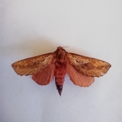 Elhamma australasiae (A Swift or Ghost moth (Hepialidae)) at McKellar, ACT - 18 Jan 2024 by Amata