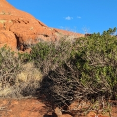 Ficus platypoda (Native Rock Fig) at Uluru-Kata Tjuta - 10 May 2024 by Darcy