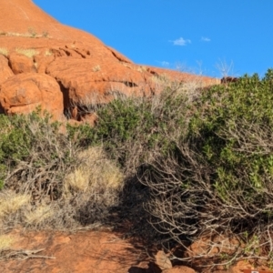 Ficus platypoda at Uluru-Kata Tjuta - 10 May 2024