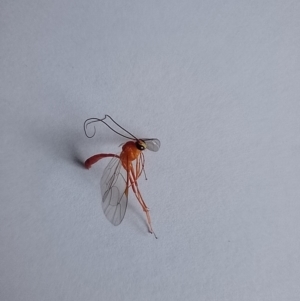 Netelia sp. (genus) at McKellar, ACT - 13 May 2024